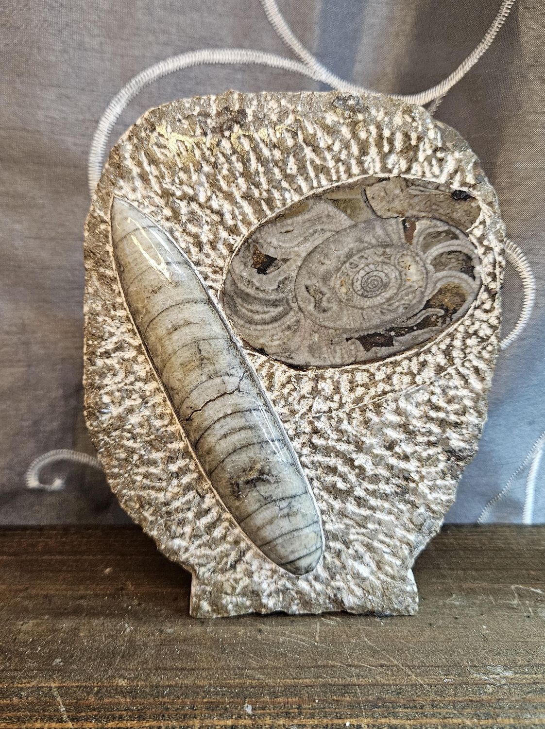 Orthoceras &amp; Ammonite Fossil