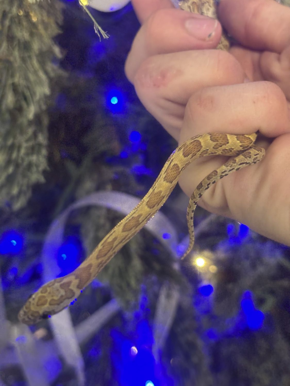 Honey Corn Snake