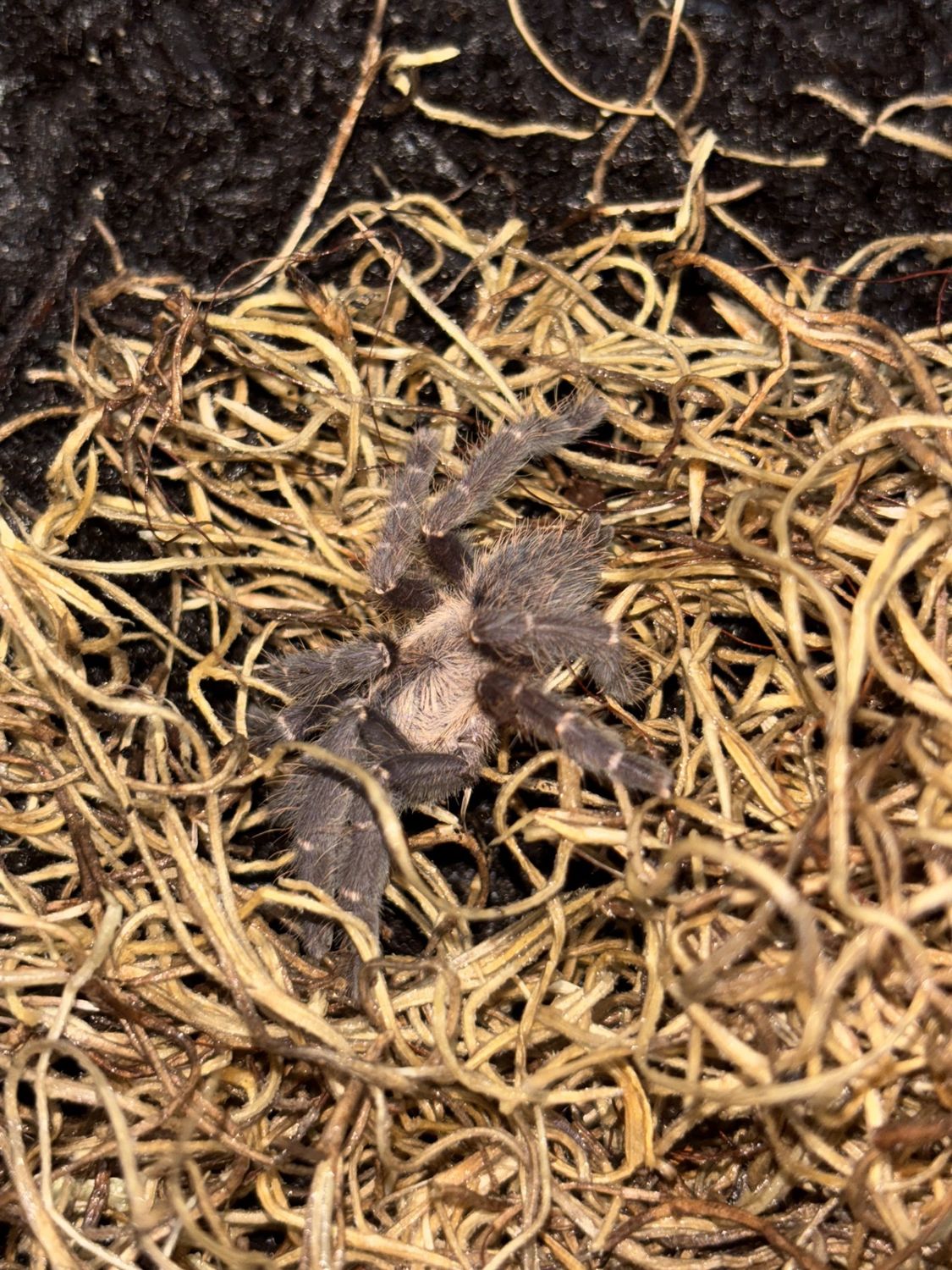 Purple Earth Tiger Tarantula