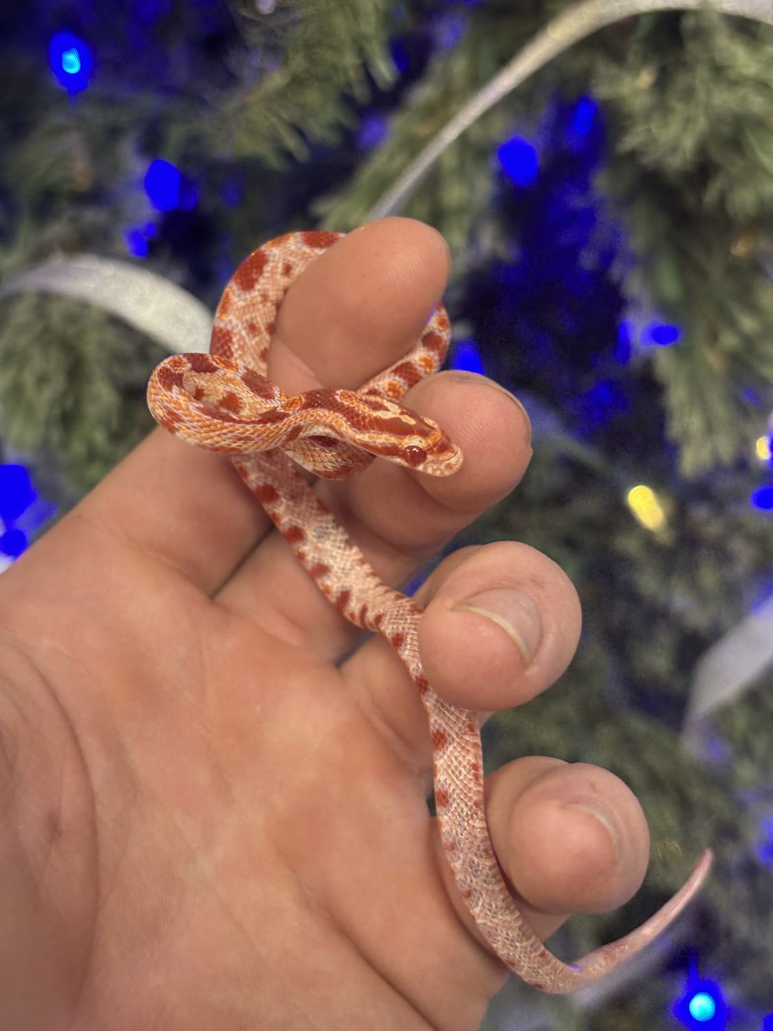 Albino Corn Snake