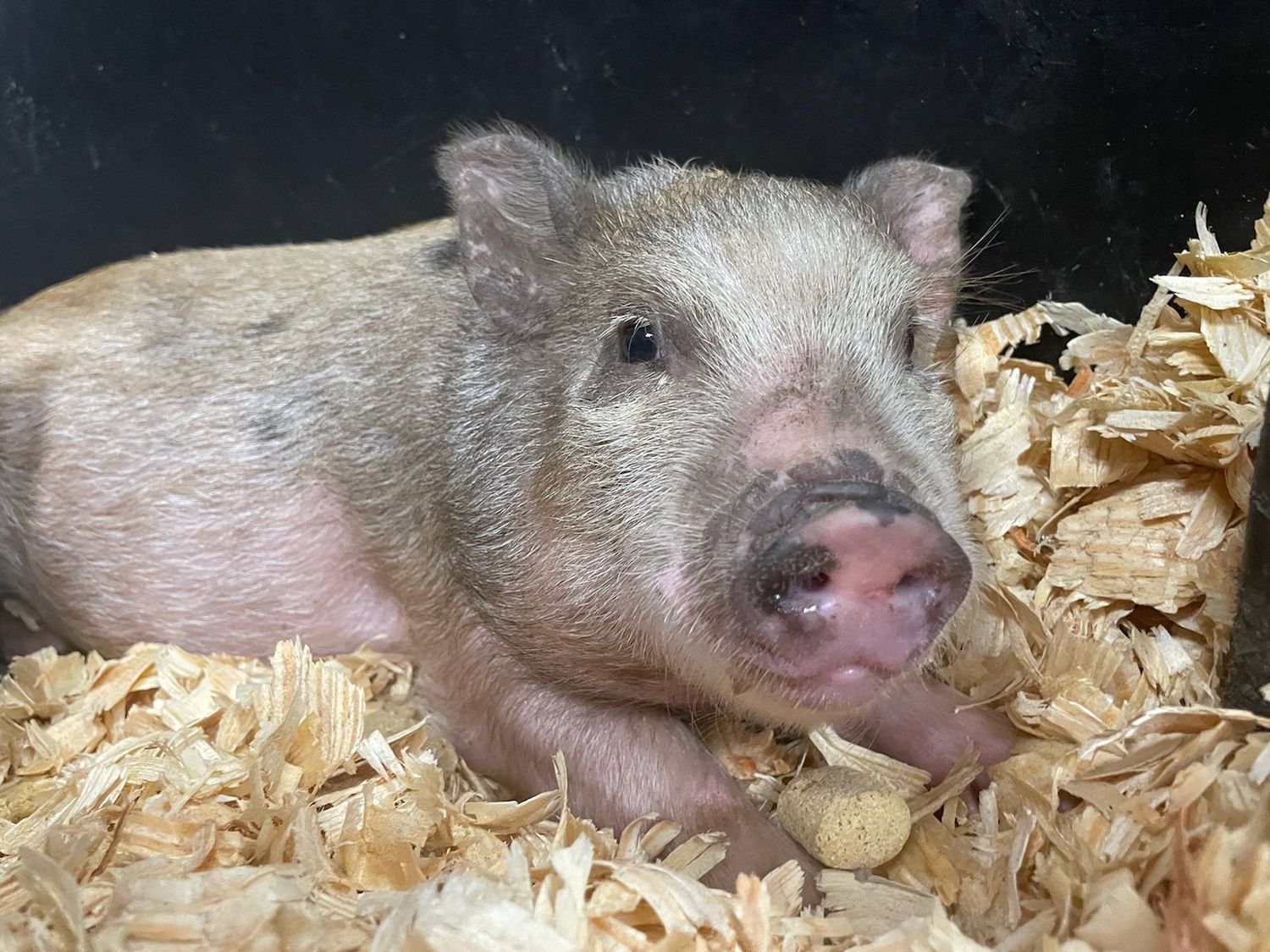 Pigs Icon Month Old Pot Belly Pig Enrichment Ideas Pot Belly Pig