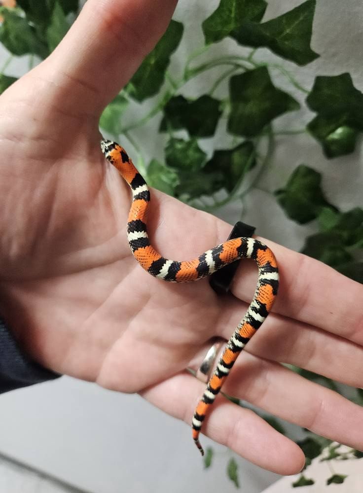Tri Color  Hognose