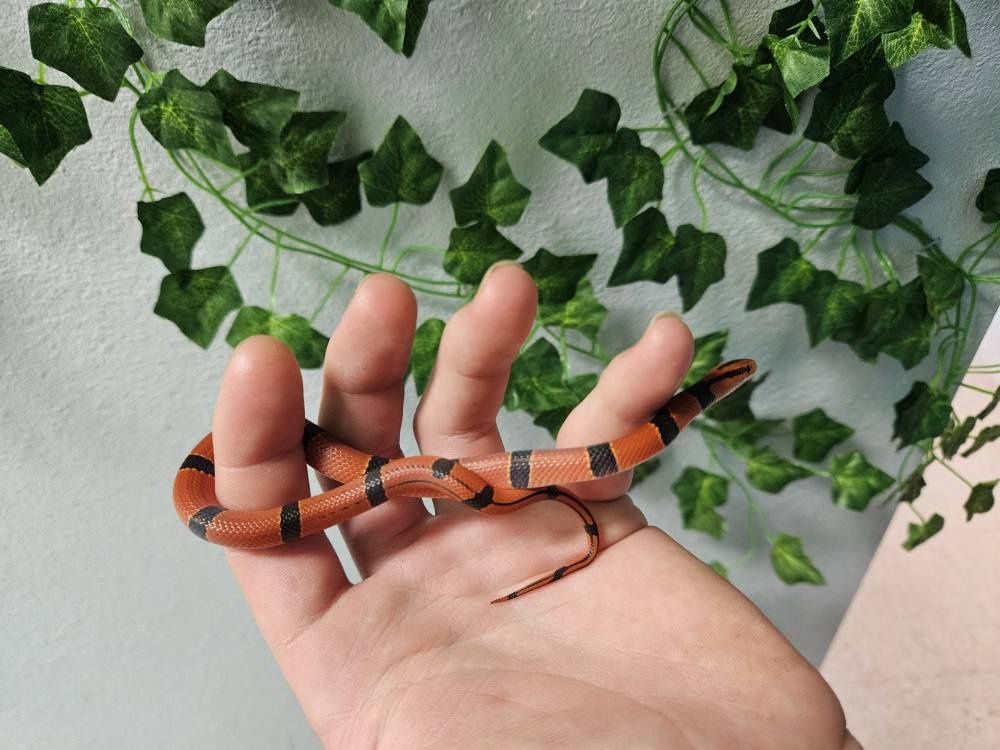 Yunnan Mountain Bamboo Rat Snake