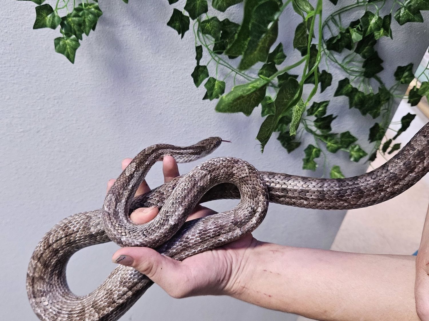 Gray Rat Snake