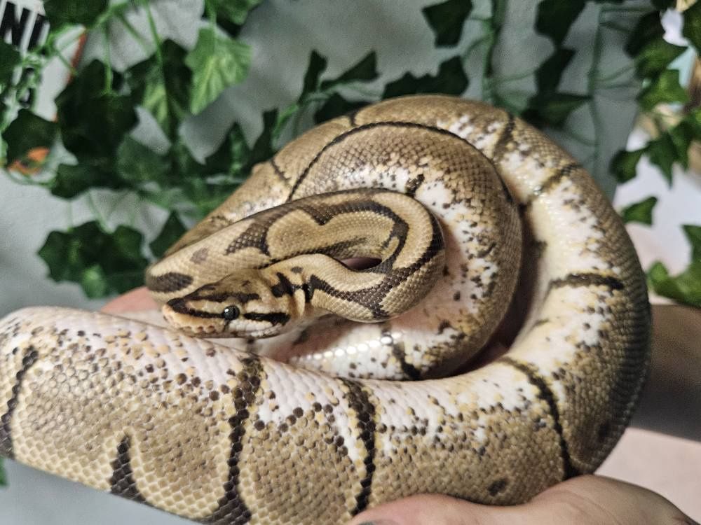 Juv. Spider Ball Python