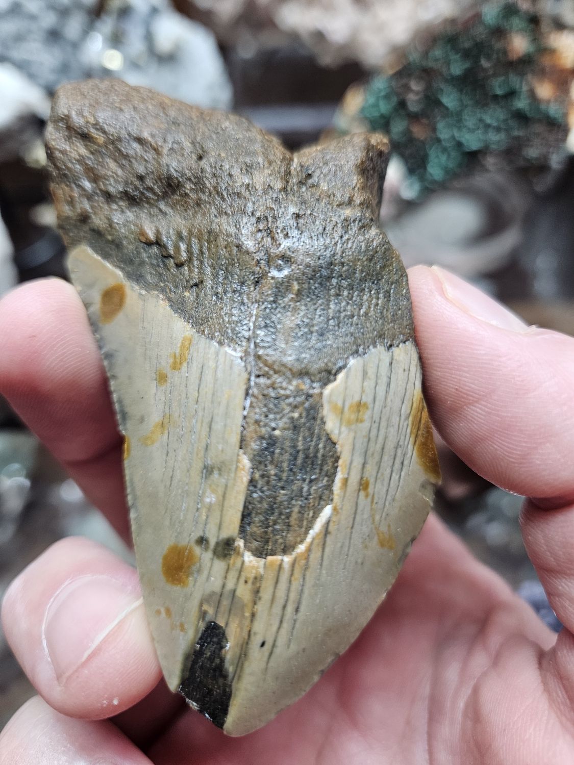 Megalodon Tooth 3 Inches from South Carolina