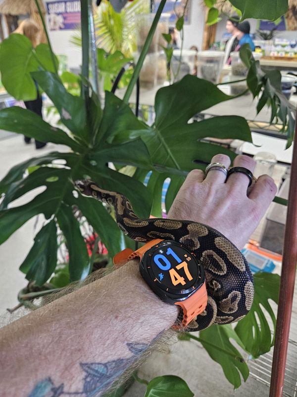 Yellow Belly Ball  Python