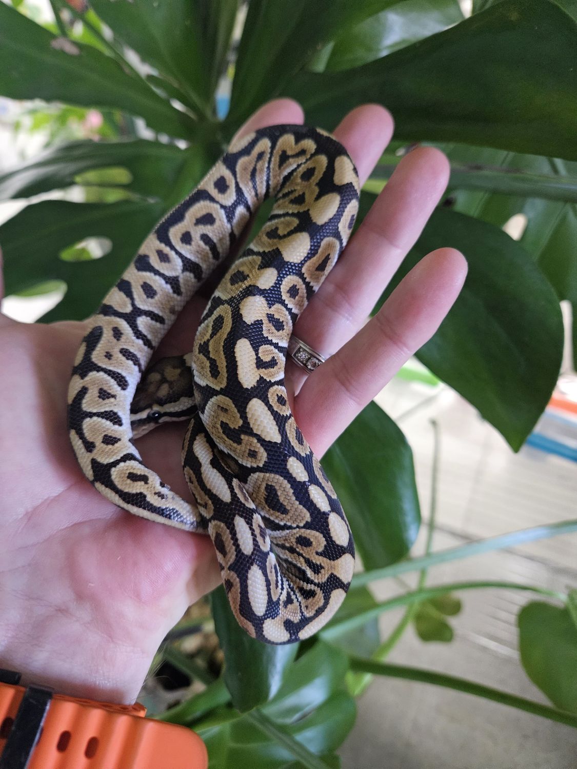 Mojave Spot Nose Fire, het Clown, Ball Python