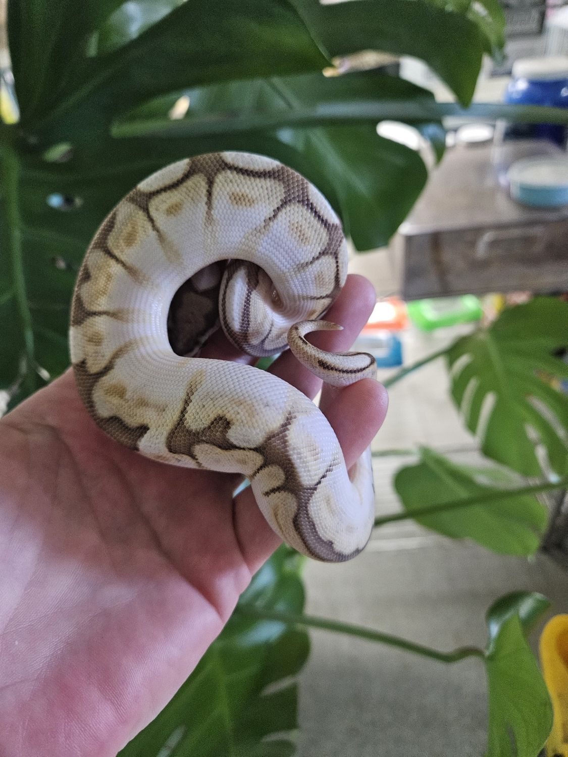 Lesser Bee, Ball Python