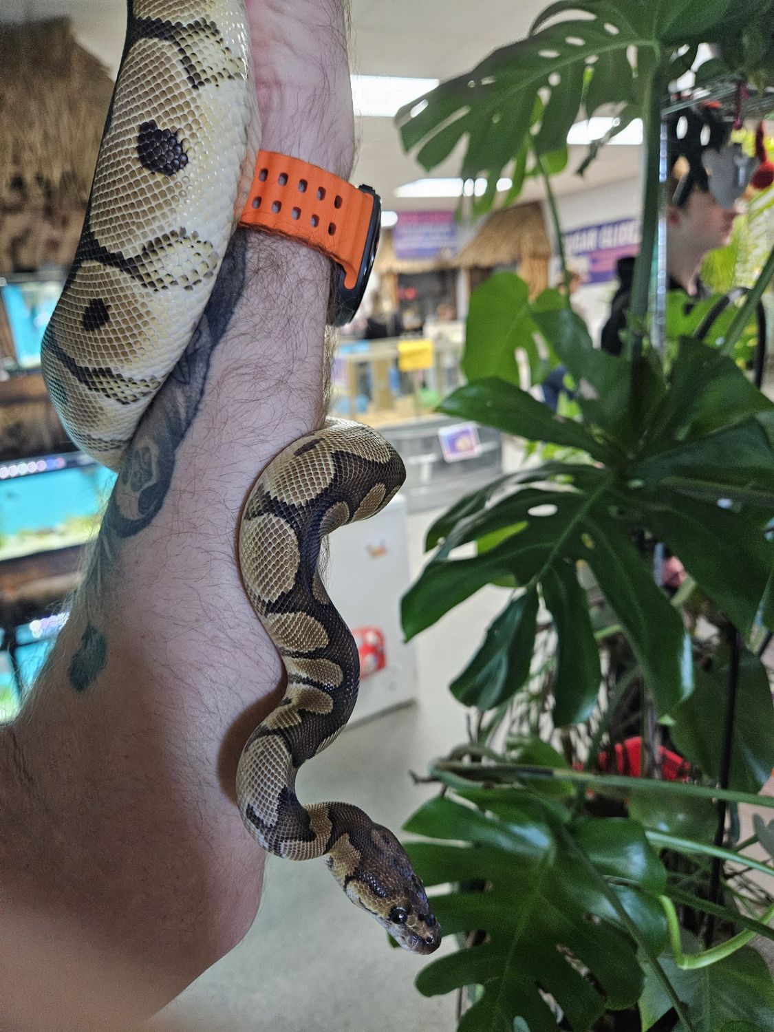 Juv. Clown, Ball Python