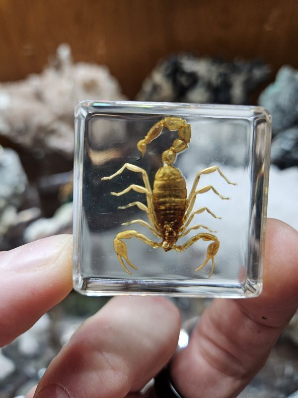 Scorpion (real) encased in acrylic!