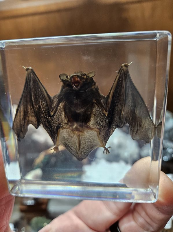 Bat (real) encased in acrylic!