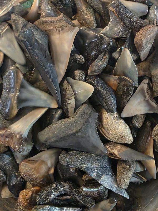 Fossilized Shark Teeth!