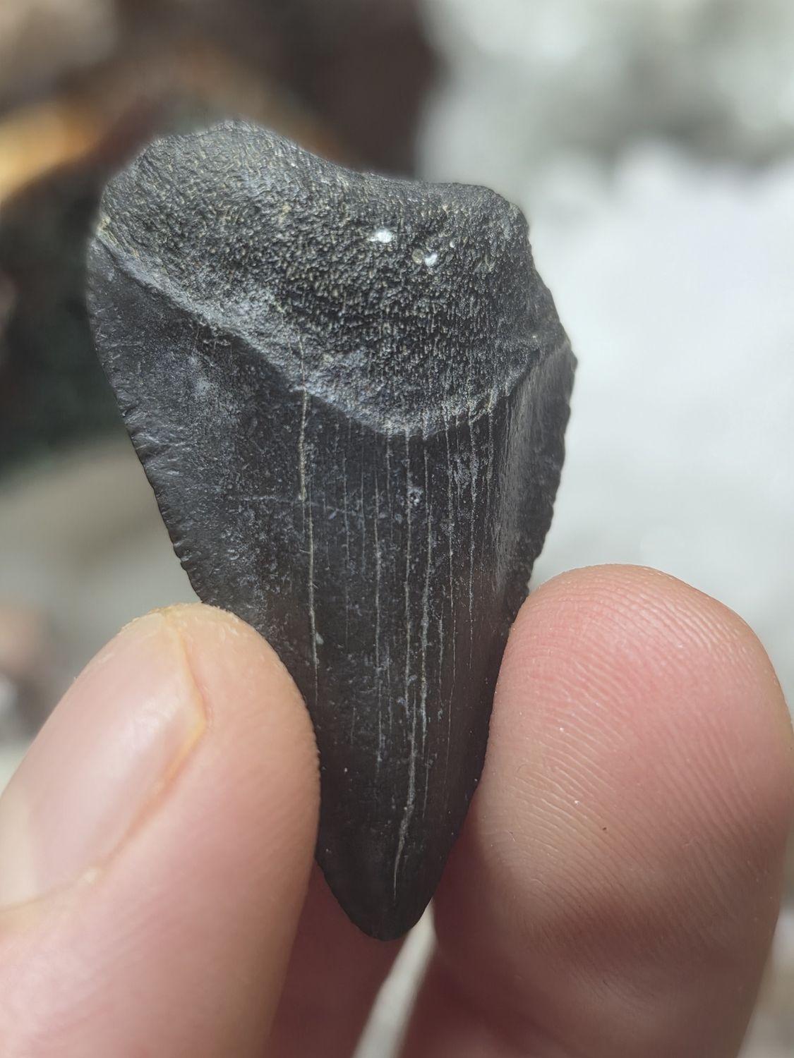 Megalodon Tooth #6