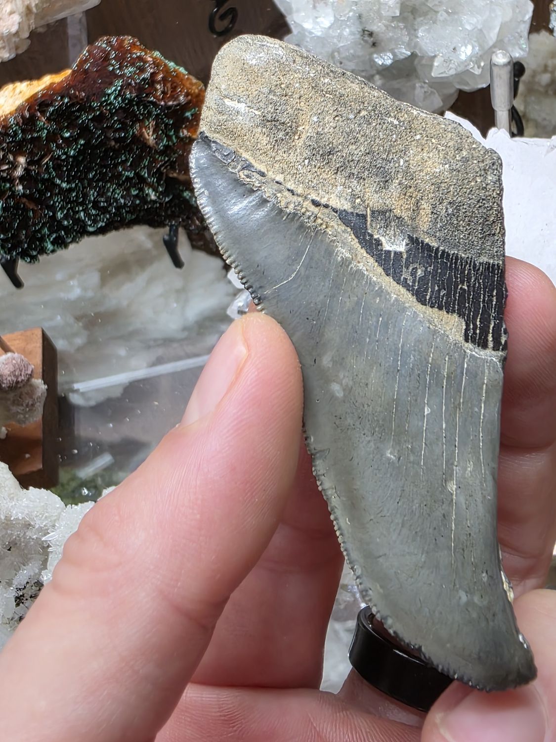 Megalodon Tooth #4