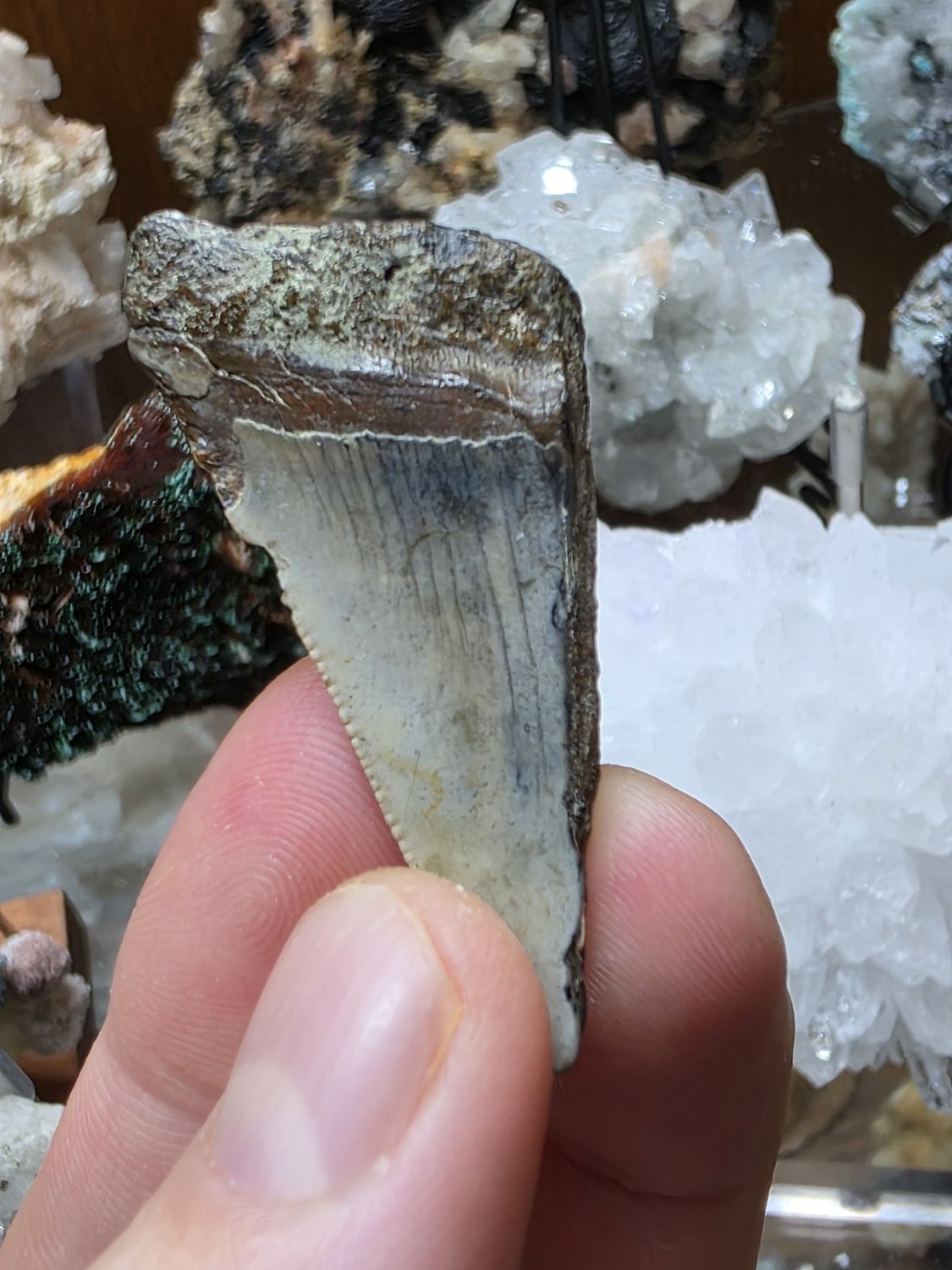 Megalodon Tooth #5
