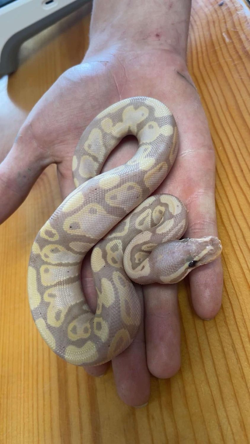 Banana morph, Ball Pythons, ON SALE!