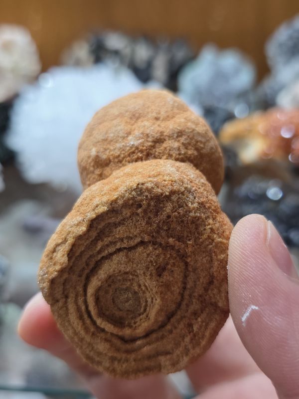 Stromatolite Fossil #1