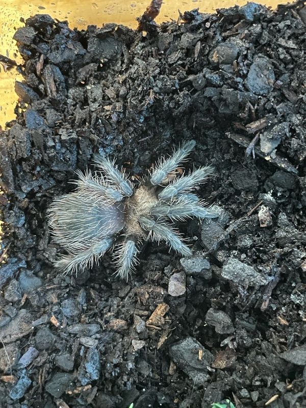 Rose Grey Tarantula