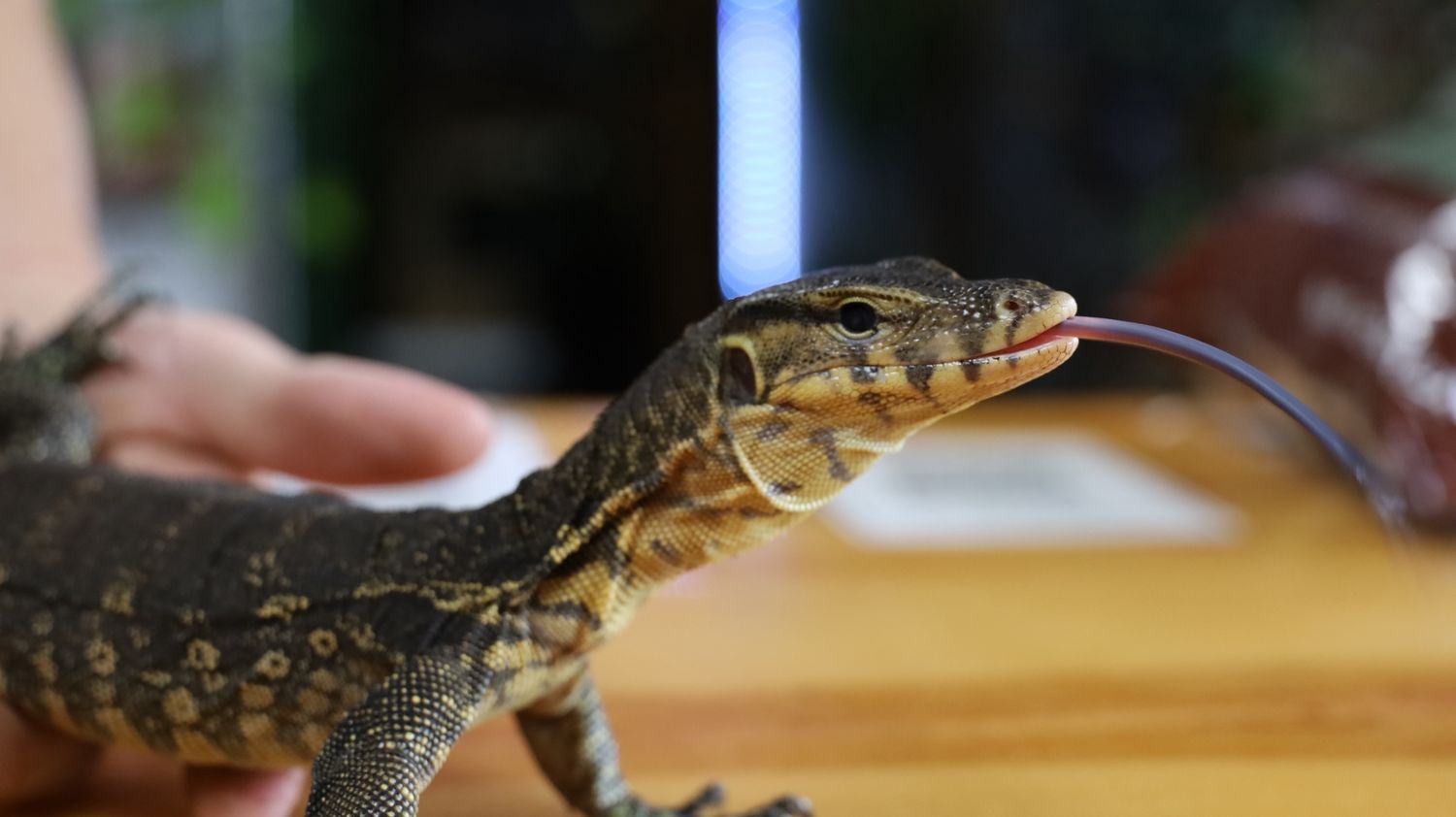Asian Water Monitor, HET for Black for Black Dragon, female
