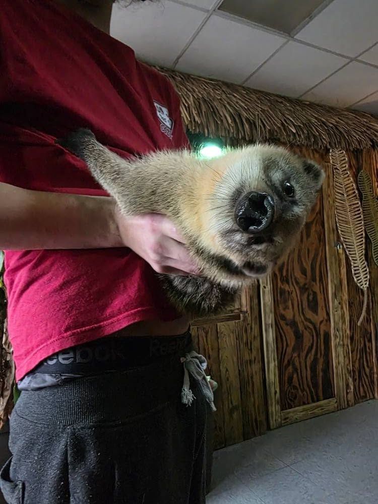 Coatimundi, juvenile, female!