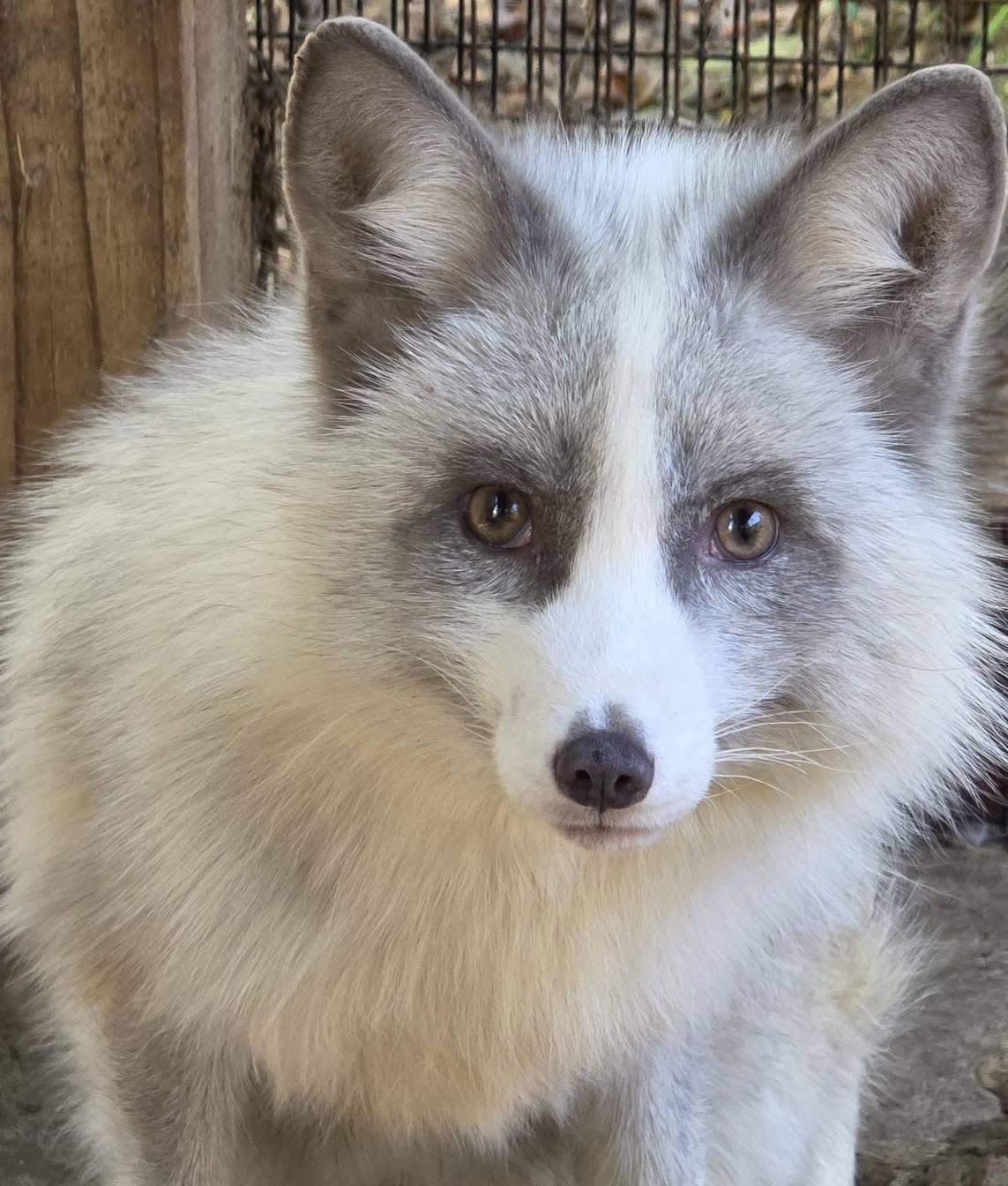 Fox breeding pair!