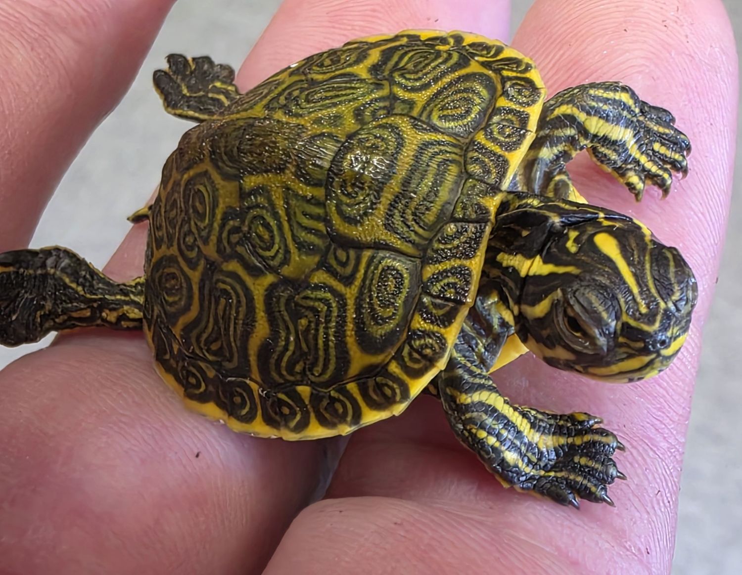Red Belly Cooter Turtles