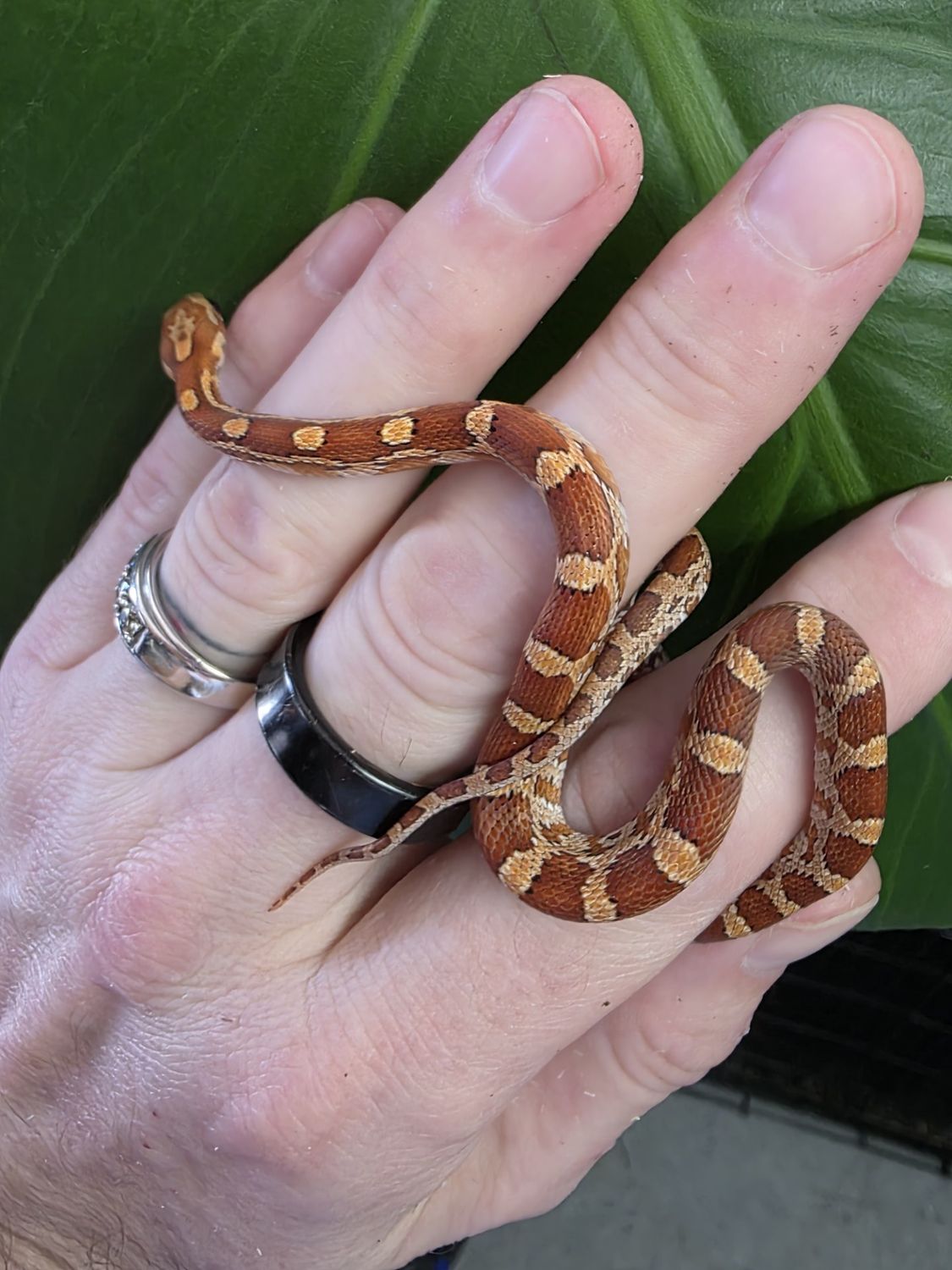 Red Corn  Snake