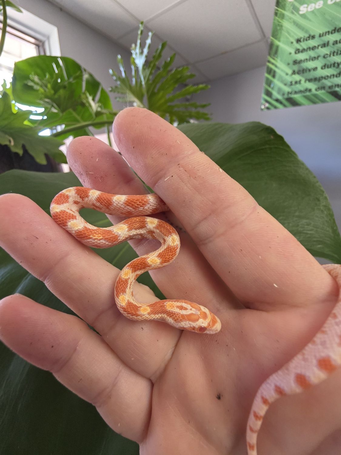 Cream Corn Snake