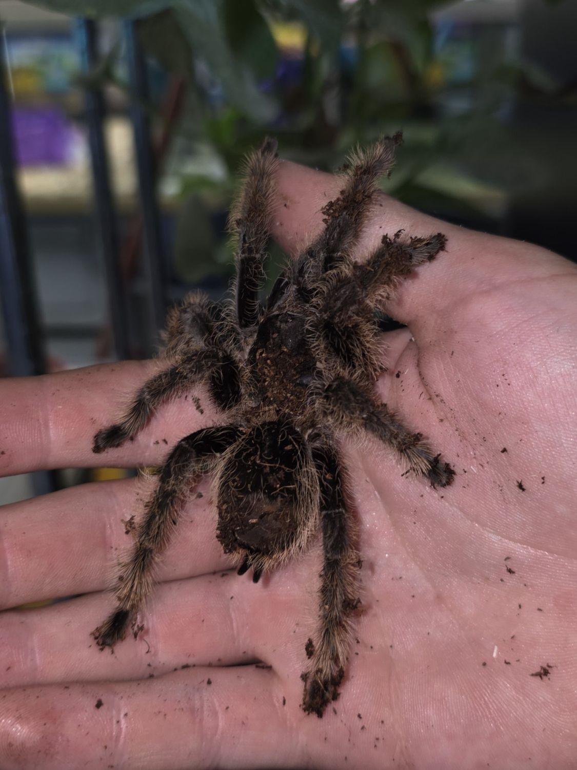 Curly Hair  Tarantula