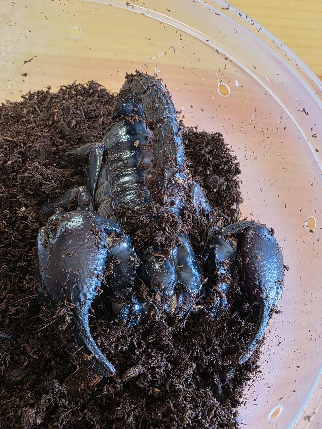 Asian Forest Scorpion, adult