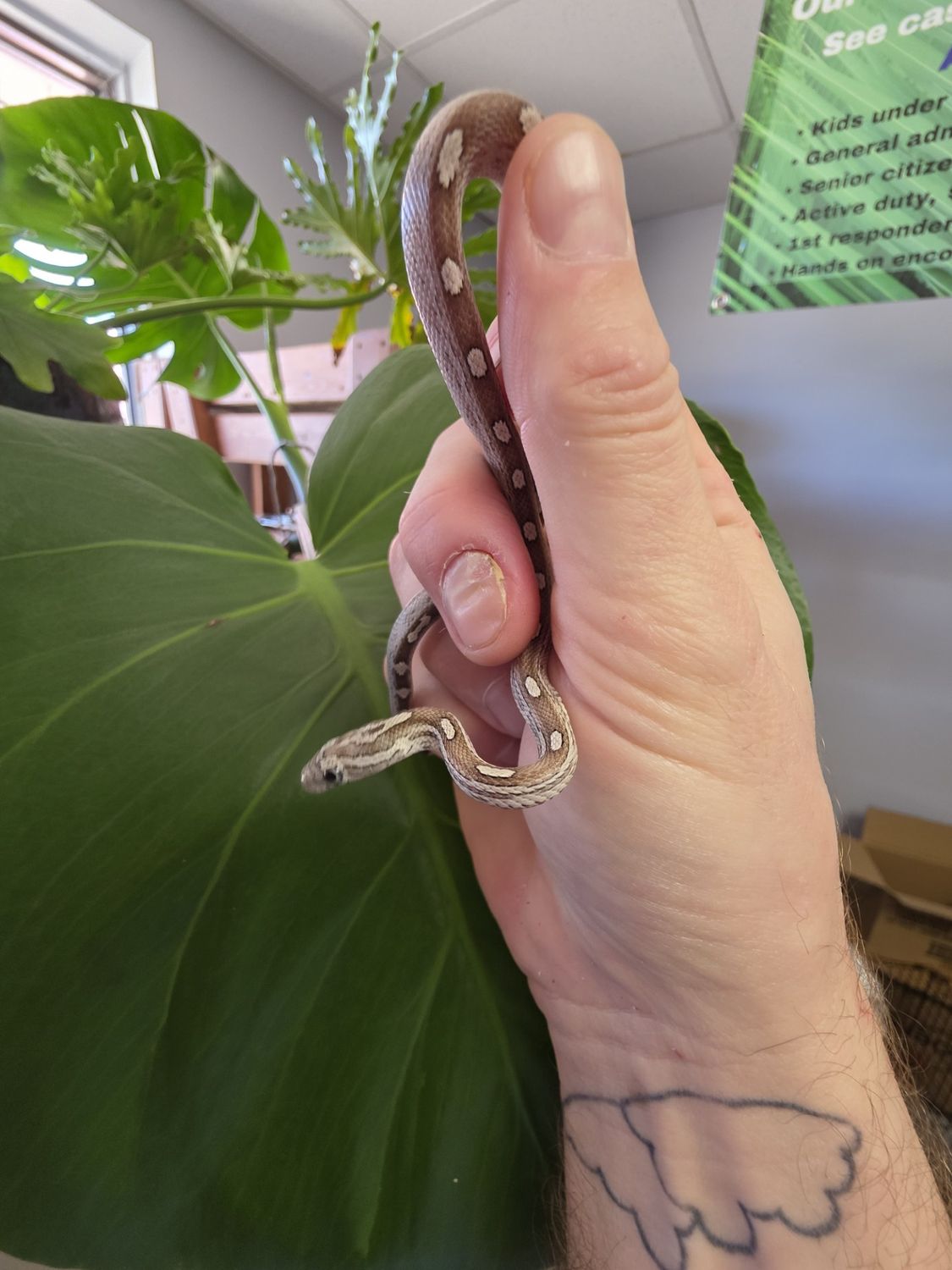 Black Motley Corn Snake