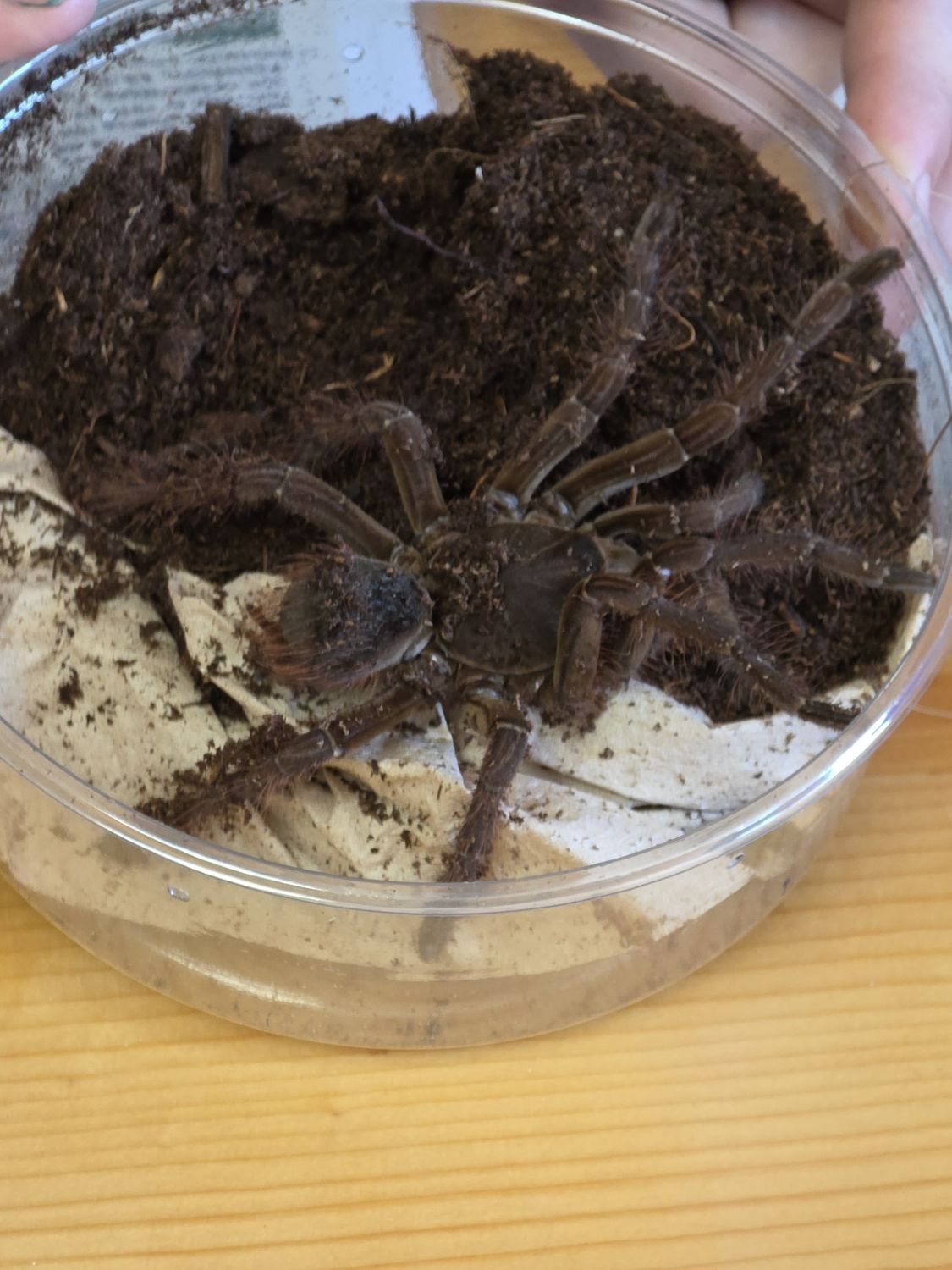 Goliath Bird Eating  Tarantula