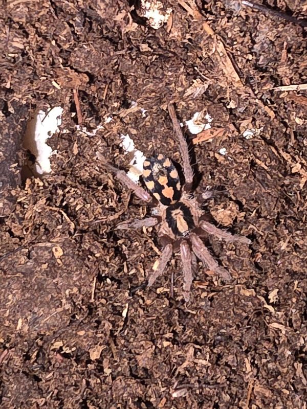 Pumpkin Patch Tarantula,  sling