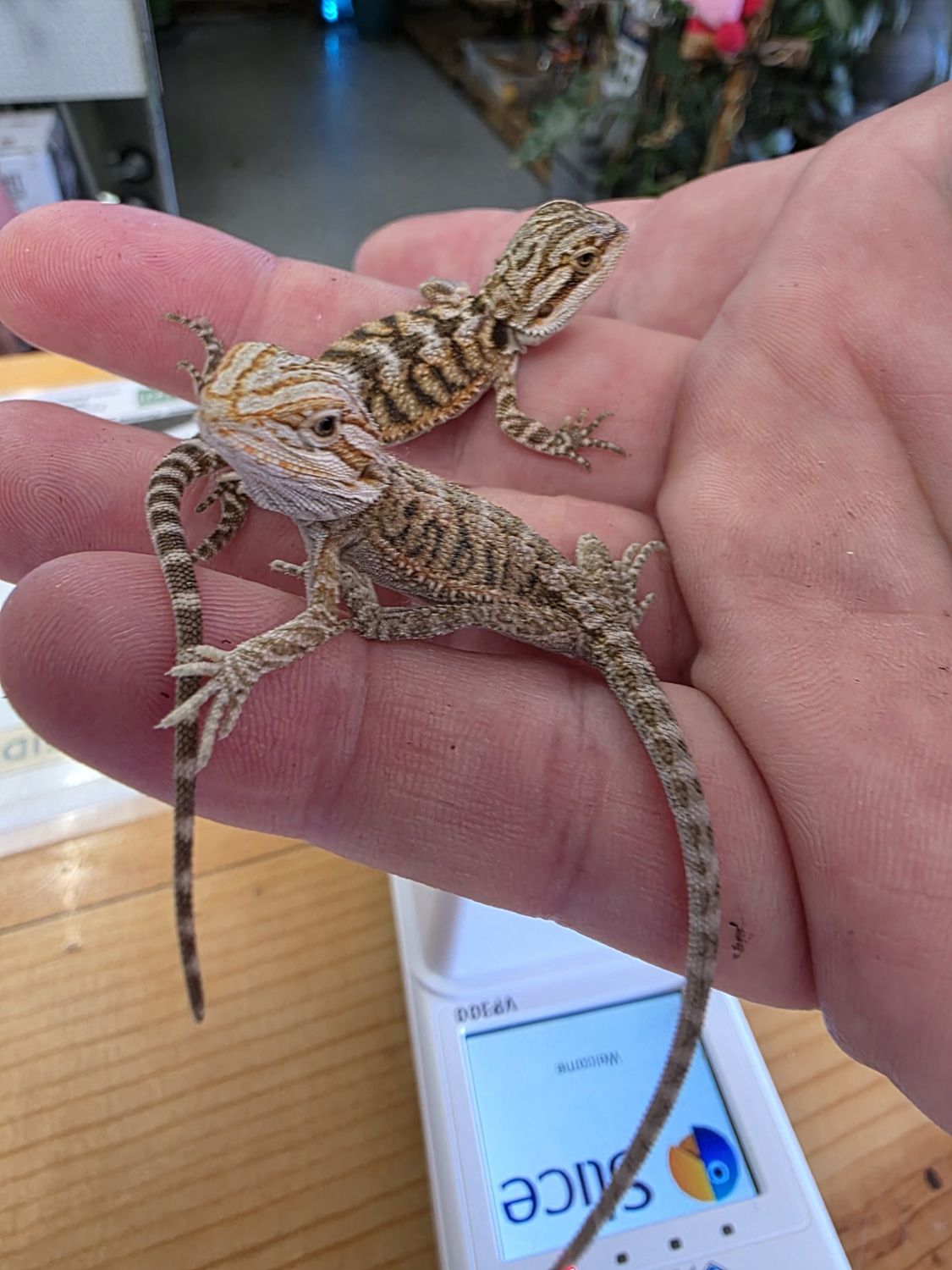Bearded Dragons, assorted fancy morphs!