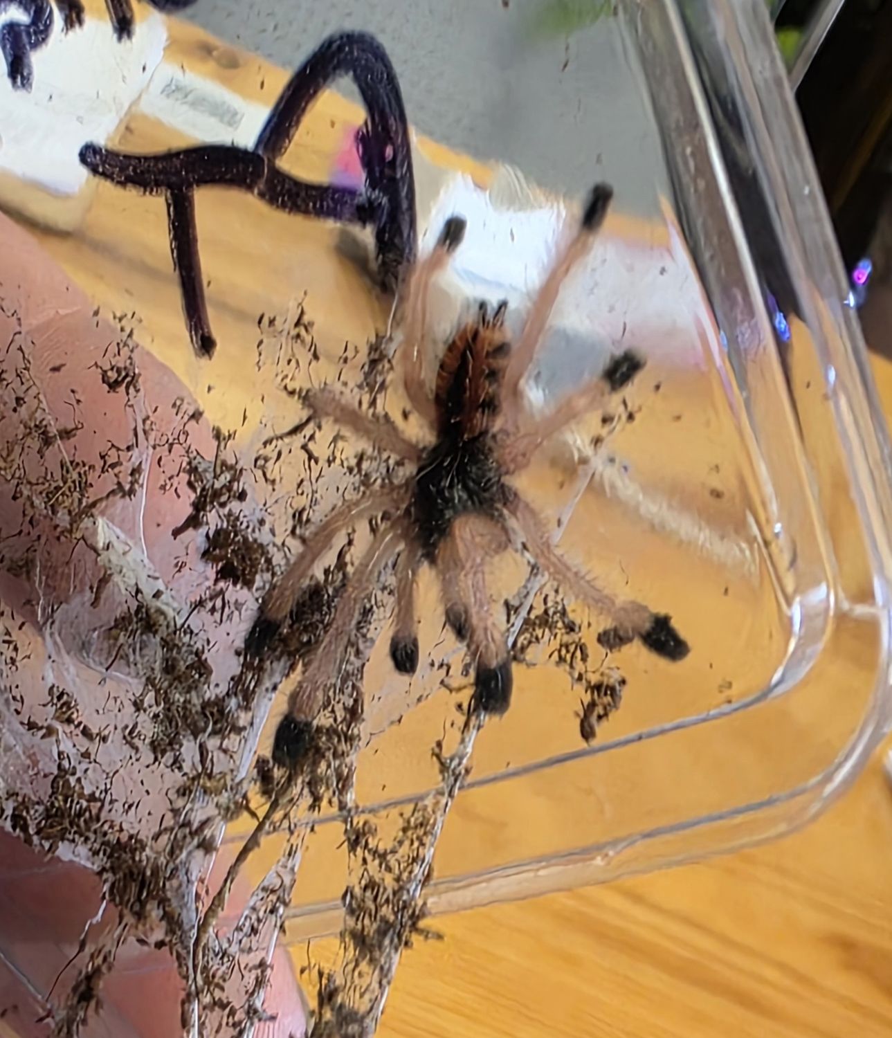 Goliath Pink Toe Tarantula w/acrylic enclosure / starter kit