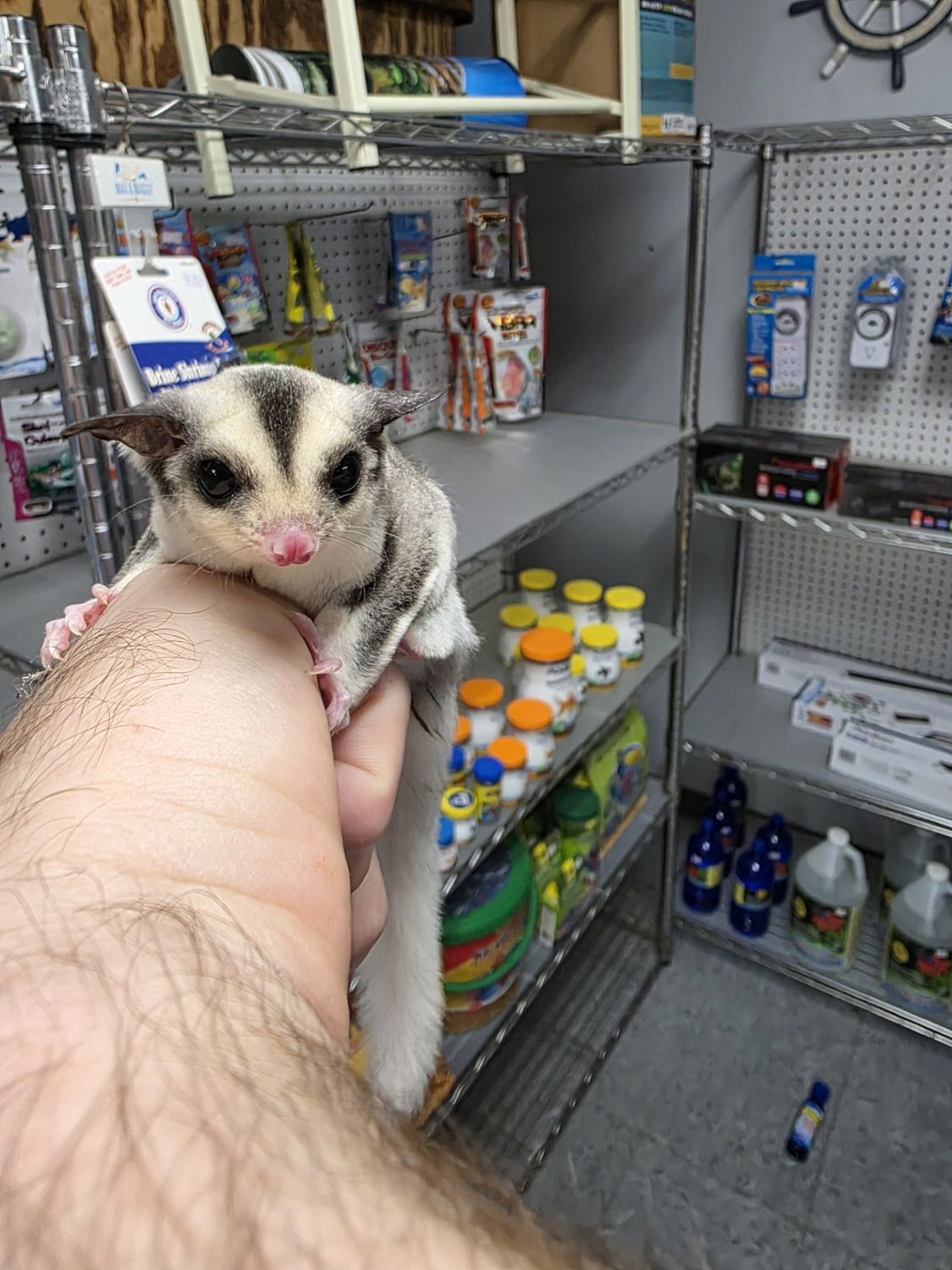 WFB, Ringtail, female, Sugar Glider!
