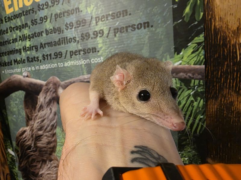 Short Tail Possums, retired breeders