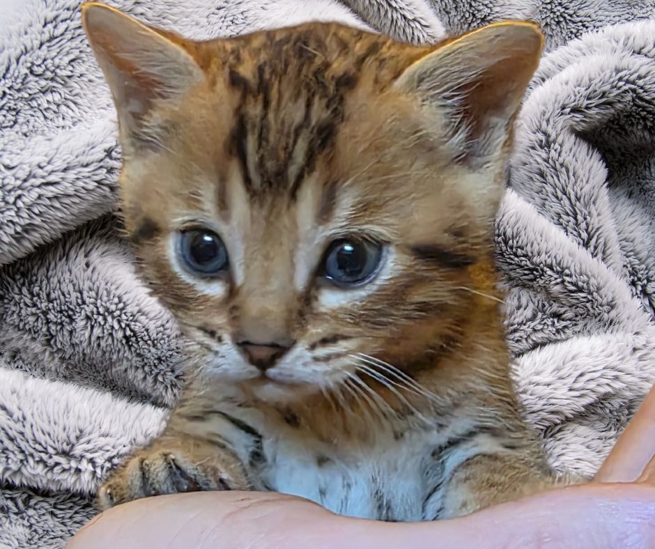 Serval Hybrid / Savannah, in store now!, Choose: without registration