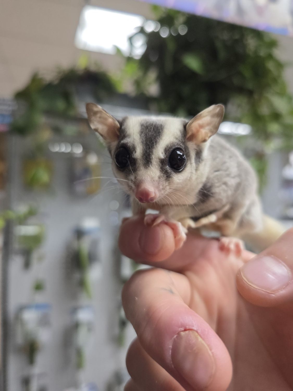 Ring-tail, cow-eared, Sugar Glider, male!  Very Sweet!, Choose: Male