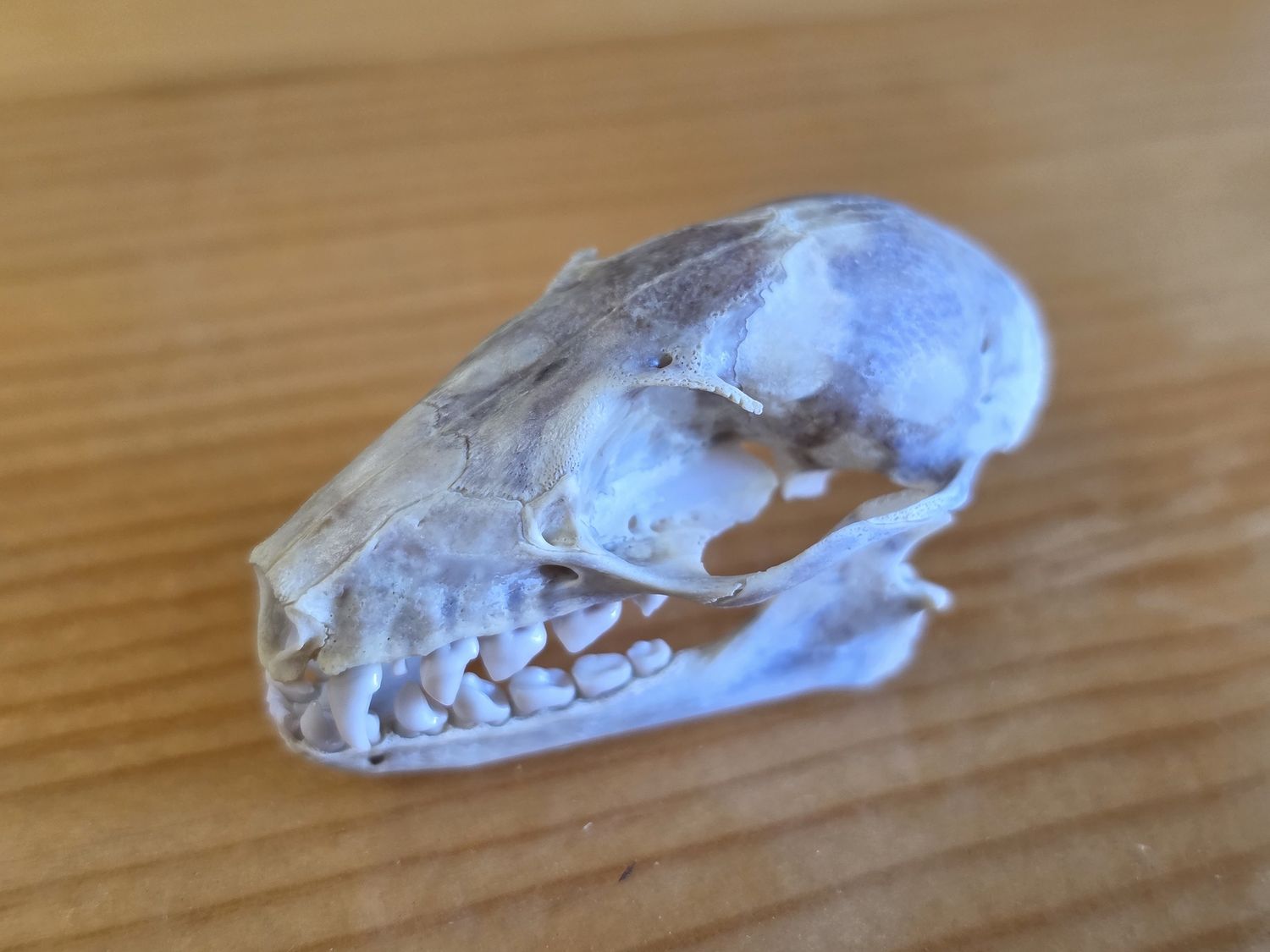 Egyptian Fruit Bat, Skull