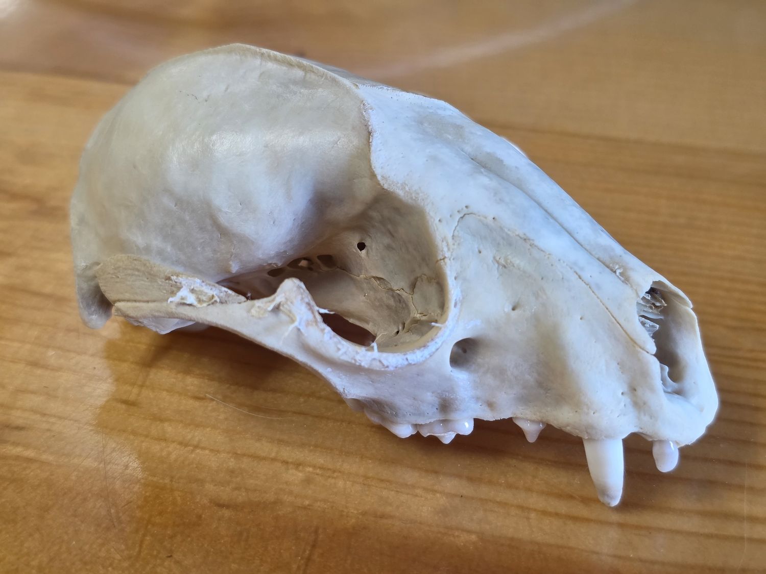 Raccoon, Skull