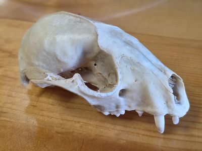 Raccoon, Skull