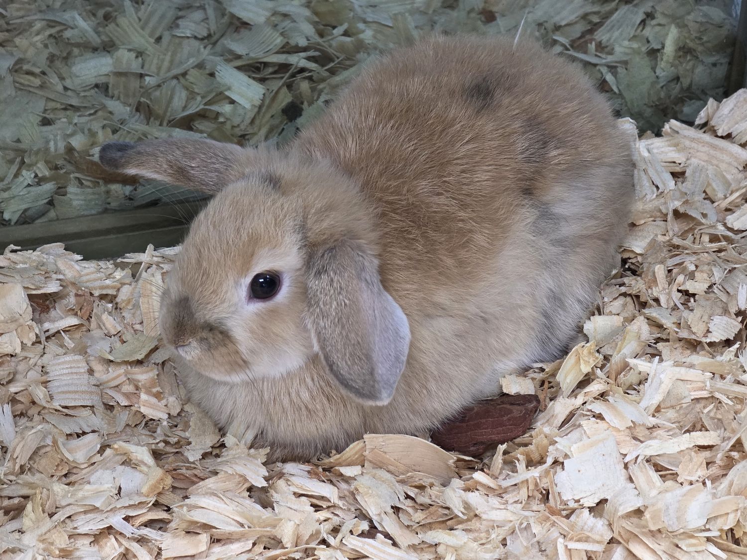 Holland Lop &amp; Mini Rex Bunnies!  Comes w/pedigree!