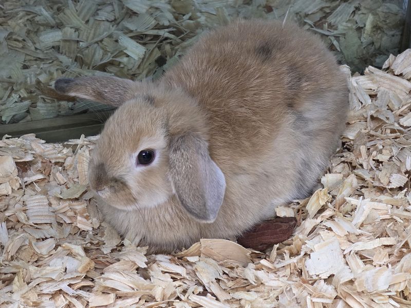 Holland Lop &amp; Mini Rex Bunnies!  Comes w/pedigree!