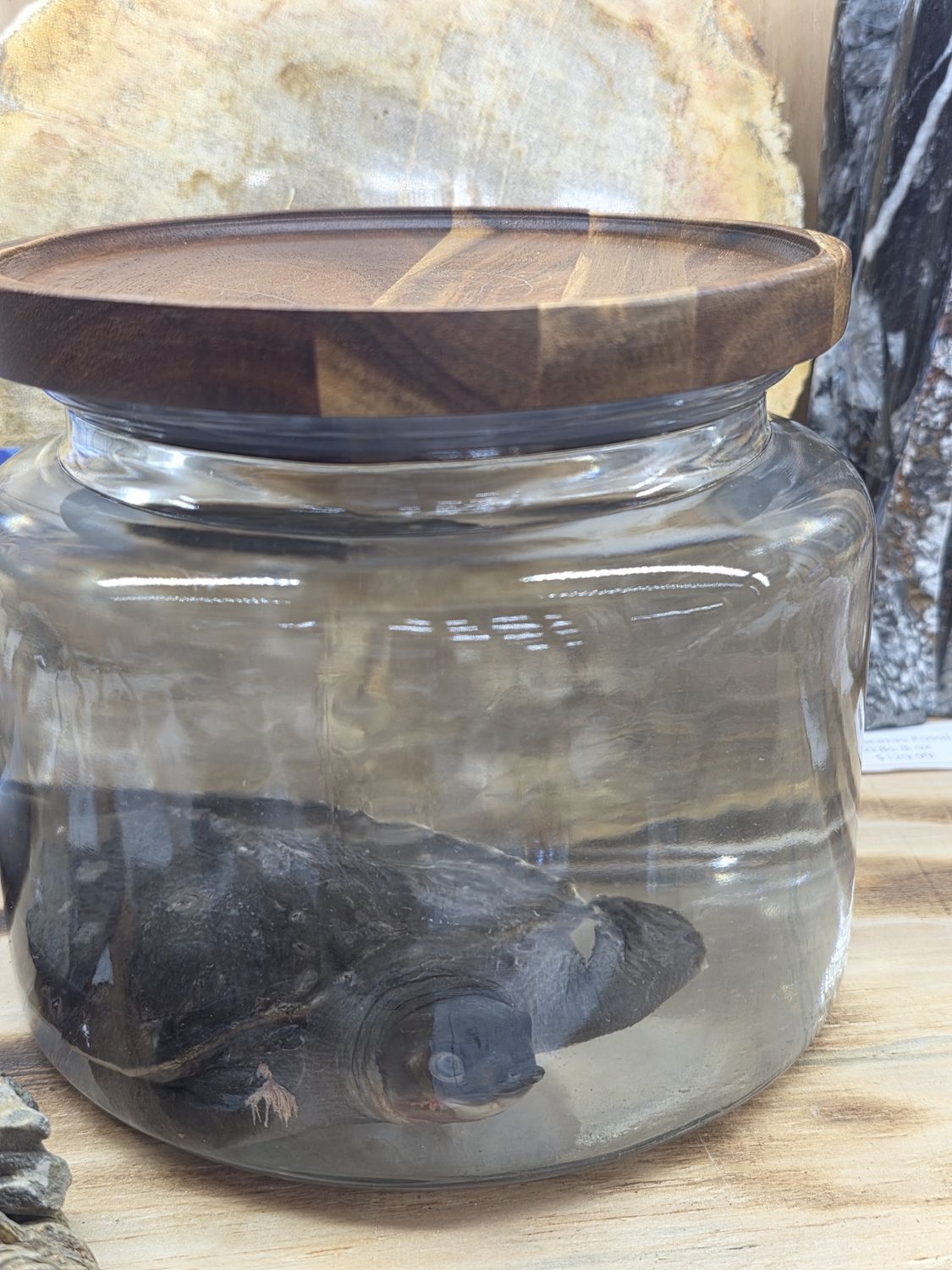 Fly River Turtle, (extremely rare!) Wet specimen.