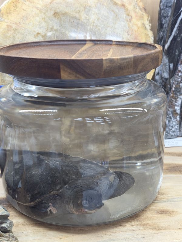 Fly River Turtle, (extremely rare!) Wet specimen.