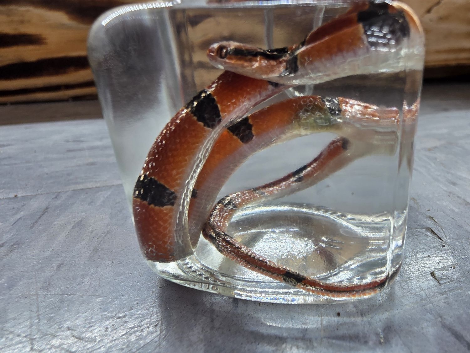 Bamboo Rat Snake, wet specimen.
