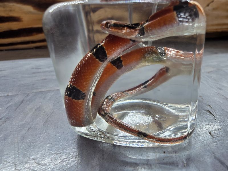Bamboo Rat Snake, wet specimen.