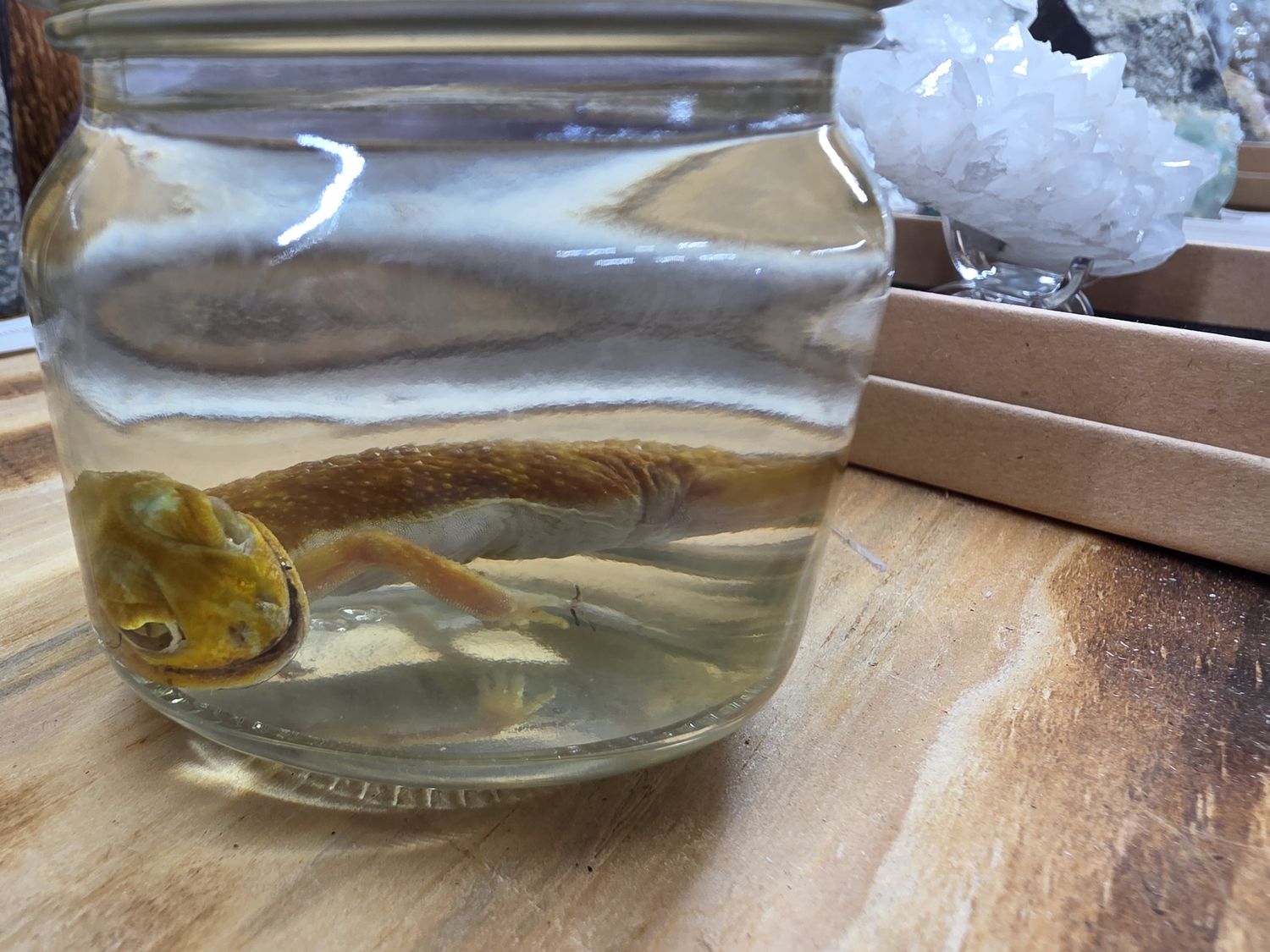 Albino Knob-tail Gecko, wet specimen.